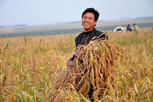 Good harvest for Ruzhou grain producer