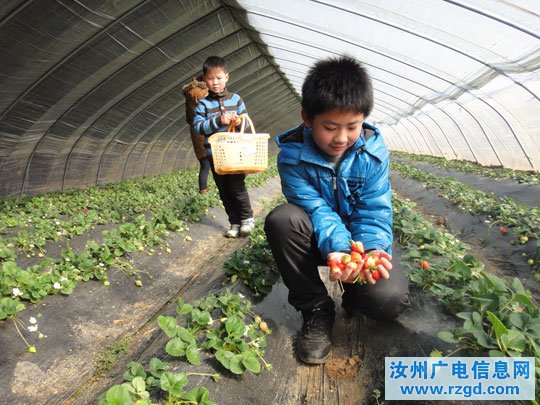 Tourists pick strawberries in the Lvfeng garden of Ruzhou