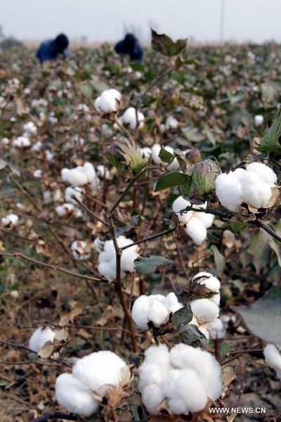 Farmers pick cotton in central China