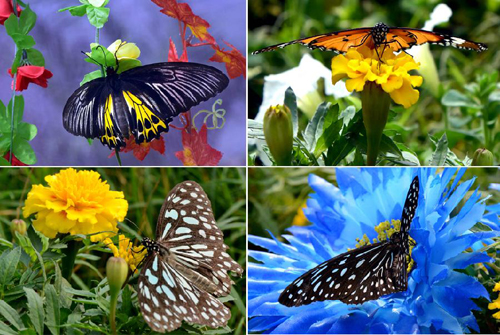 Beautiful butterflies presented in China's Kaifeng