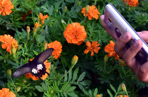 Beautiful butterflies presented in China's Kaifeng