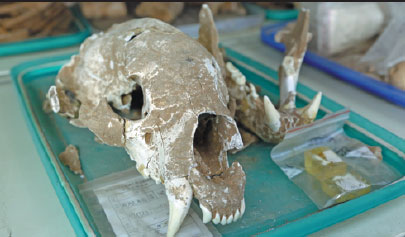Bear skeleton used in ancient ritual