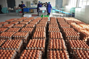 Combining traditional Chinese medicine with healthy eggs
